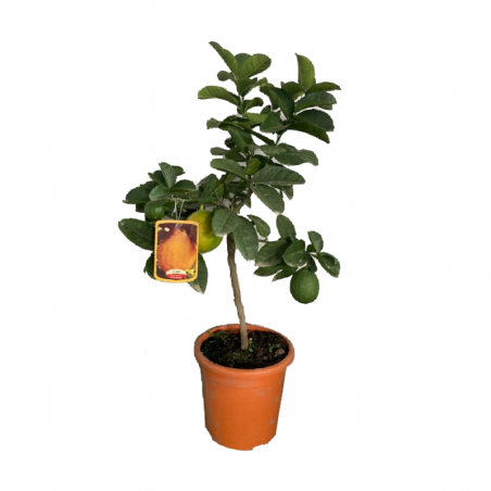 LIMONERO IMPERIAL COPA MACETA 20CM