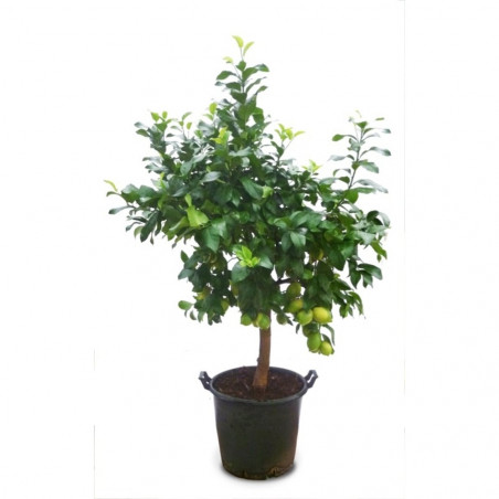 LIMONERO EJEMPLAR  80 LITROS