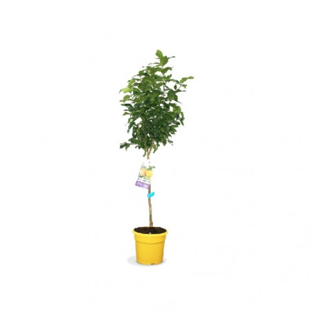 LIMONERO TERRAZA MACETA 20CM