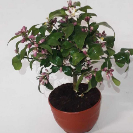 LIMONERO TARRINA 15CM