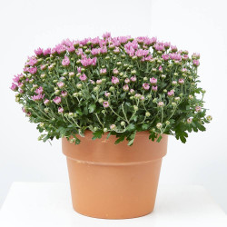 MARGARITA HíBRIDA MACETA 17CM