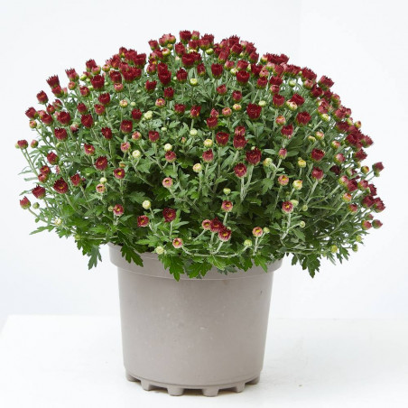 MARGARITA HíBRIDA MACETA 17CM