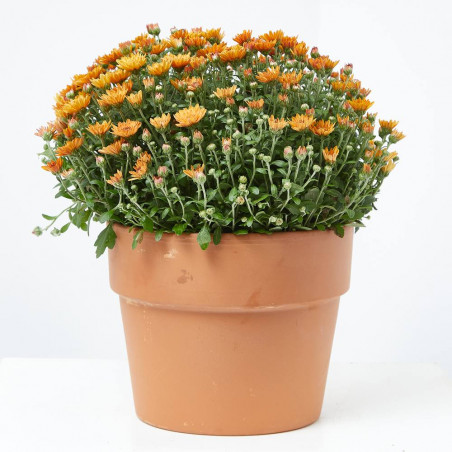 MARGARITA HíBRIDA MACETA 17CM