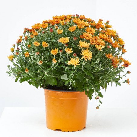 MARGARITA HíBRIDA MACETA 17CM