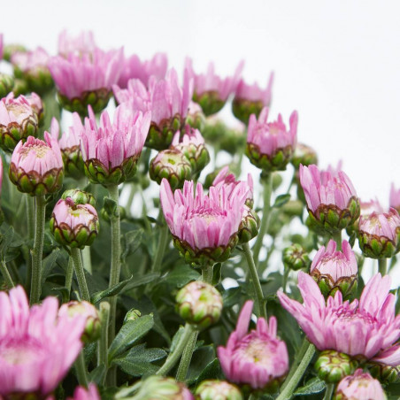 MARGARITA HíBRIDA MACETA 17CM