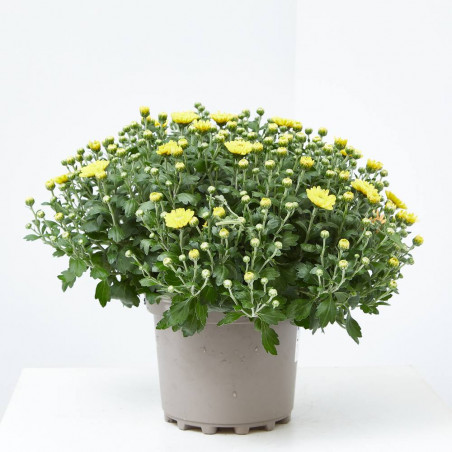 MARGARITA HíBRIDA MACETA 17CM