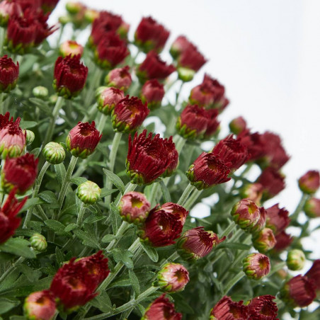 MARGARITA HíBRIDA MACETA 17CM