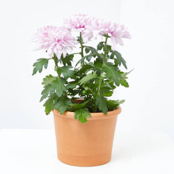 MARGARITA HÍBRIDA MACETA 13CM