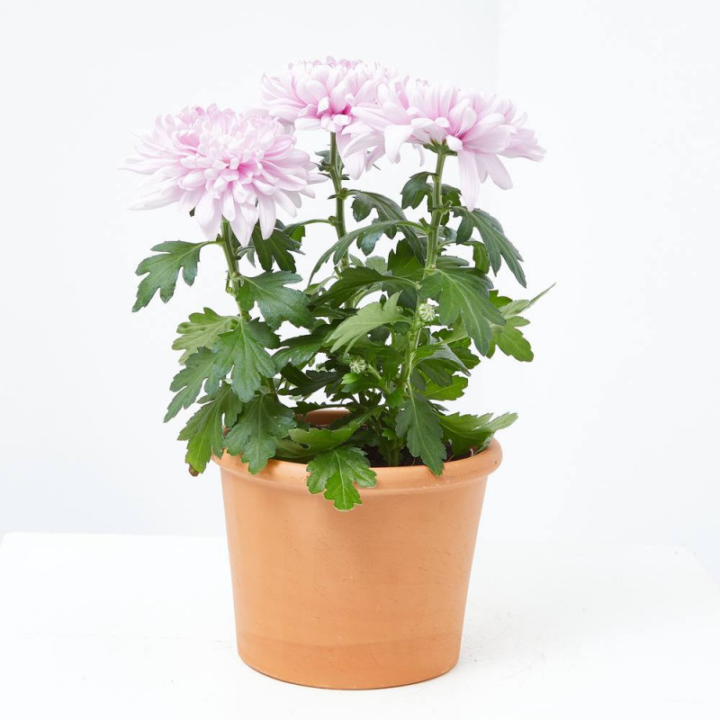 MARGARITA HÍBRIDA MACETA 13CM