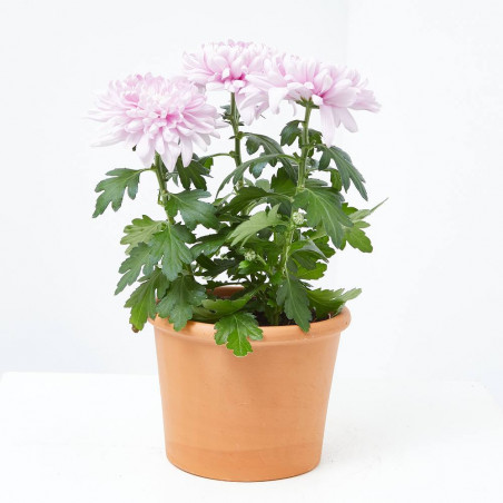 MARGARITA HÍBRIDA MACETA 13CM