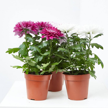 MARGARITA HÍBRIDA MACETA 13CM