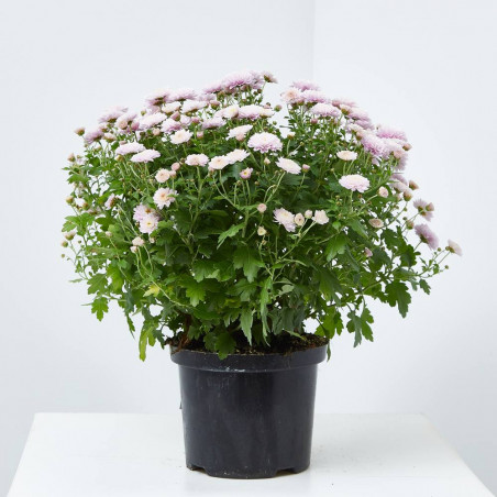 MARGARITA HÍBRIDA MACETA 16CM