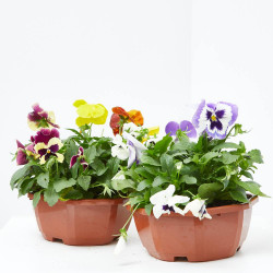 PENSAMIENTO TARRINA 20CM