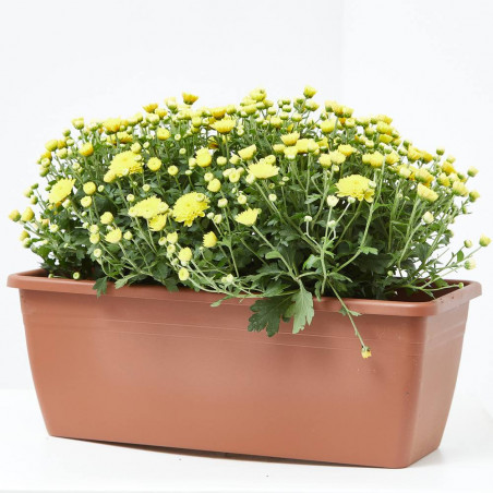 MARGARITA HÍBRIDA JARDINERA 30CM