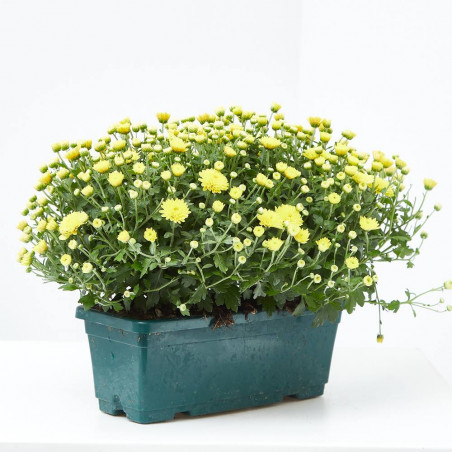 MARGARITA HÍBRIDA JARDINERA 30CM