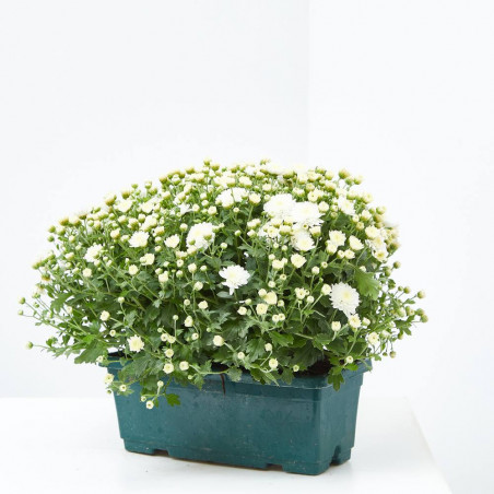 MARGARITA HÍBRIDA JARDINERA 30CM