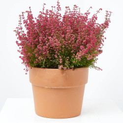 ERICA GRACILIS 3 LITROS