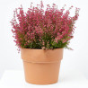 ERICA GRACILIS 3 LITROS