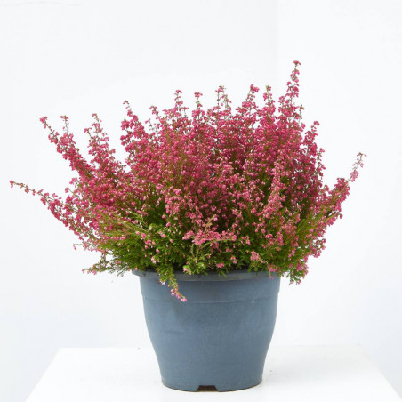 ERICA GRACILIS 3 LITROS