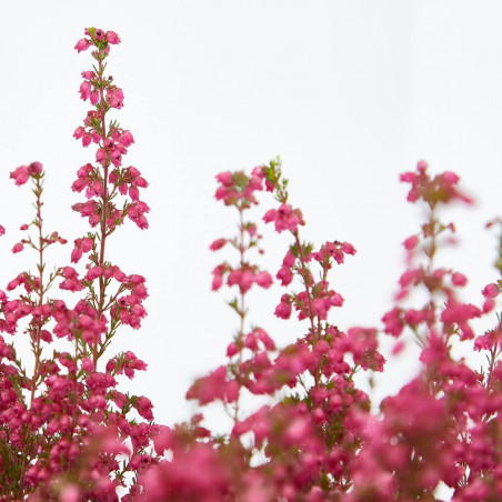 ERICA GRACILIS 3 LITROS