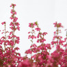 ERICA GRACILIS 3 LITROS