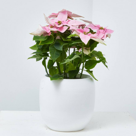 FLOR DE PASCUA PRINCETTIA MACETA 13CM