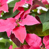 FLOR DE PASCUA PRINCETTIA MACETA 13CM