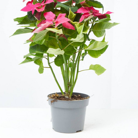 FLOR DE PASCUA PRINCETTIA MACETA 13CM