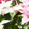 FLOR DE PASCUA PRINCETTIA MACETA 13CM