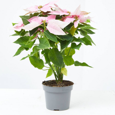 FLOR DE PASCUA PRINCETTIA MACETA 13CM