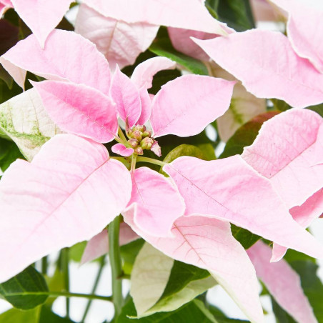 FLOR DE PASCUA PRINCETTIA MACETA 13CM