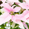 FLOR DE PASCUA PRINCETTIA MACETA 13CM
