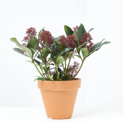 SKIMMIA MACETA 13CM