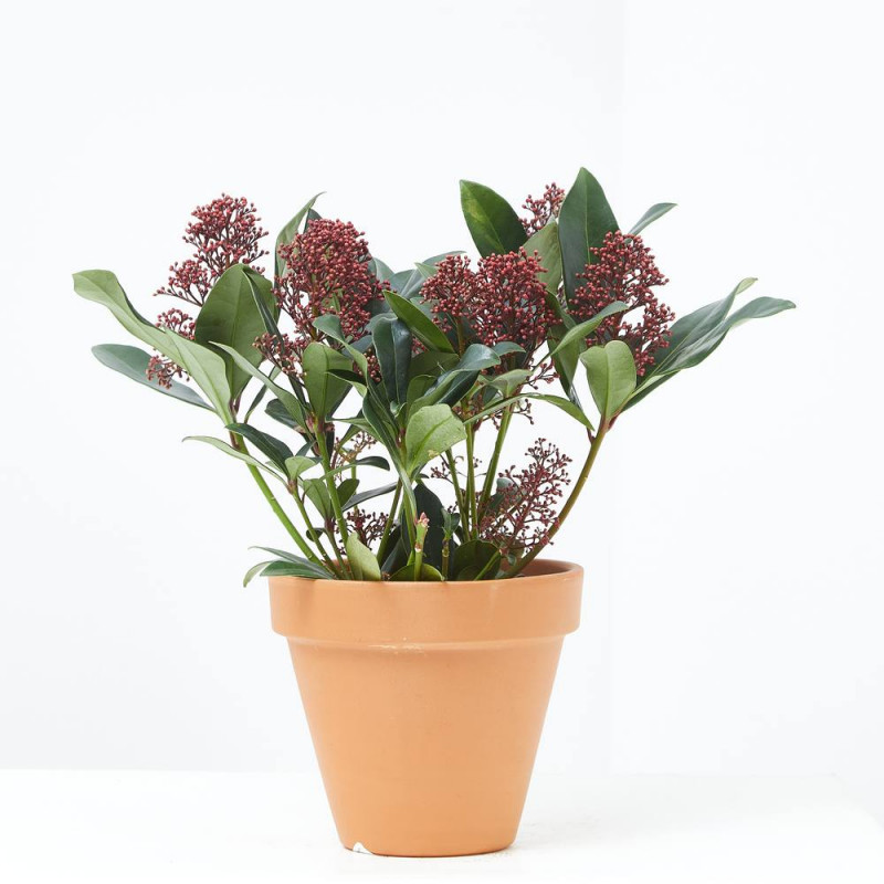 SKIMMIA MACETA 13CM