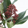 SKIMMIA MACETA 13CM