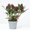 SKIMMIA MACETA 13CM