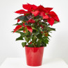 FLOR DE PASCUA POINSETTIA MACETA 13CM