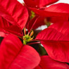 FLOR DE PASCUA POINSETTIA MACETA 13CM