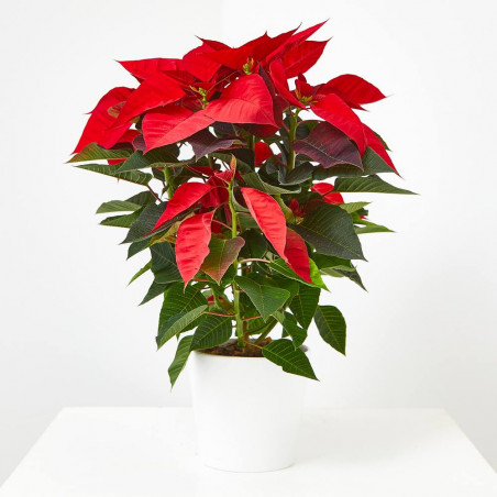 FLOR DE PASCUA POINSETTIA MACETA 13CM