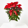 FLOR DE PASCUA POINSETTIA MACETA 13CM