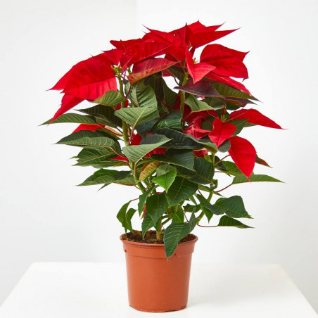 FLOR DE PASCUA POINSETTIA MACETA 13CM