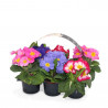 PRIMULA BANDEJA 6 UDS