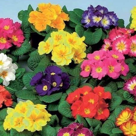 PRIMULA BANDEJA 6 UDS