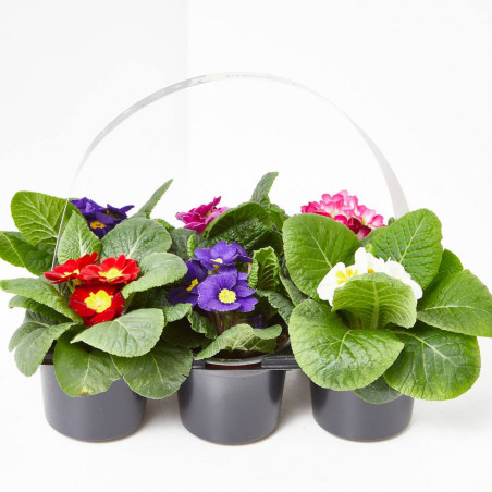 PRIMULA BANDEJA 6 UDS