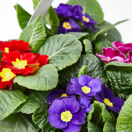 PRIMULA BANDEJA 6 UDS