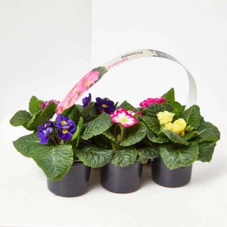 PRIMULA BANDEJA 6 UDS