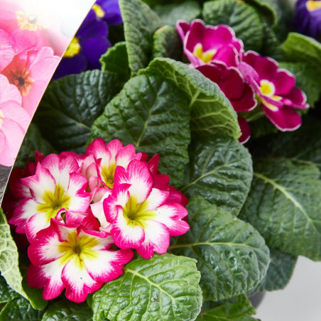 PRIMULA BANDEJA 6 UDS