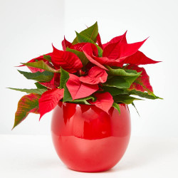 FLOR DE PASCUA POINSETTIA MACETA 11CM