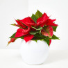 FLOR DE PASCUA POINSETTIA MACETA 11CM