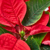 FLOR DE PASCUA POINSETTIA MACETA 11CM